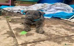 Mixed Breed dogs for sale: German Shepard X Dutch Herder Puppies - Image 5