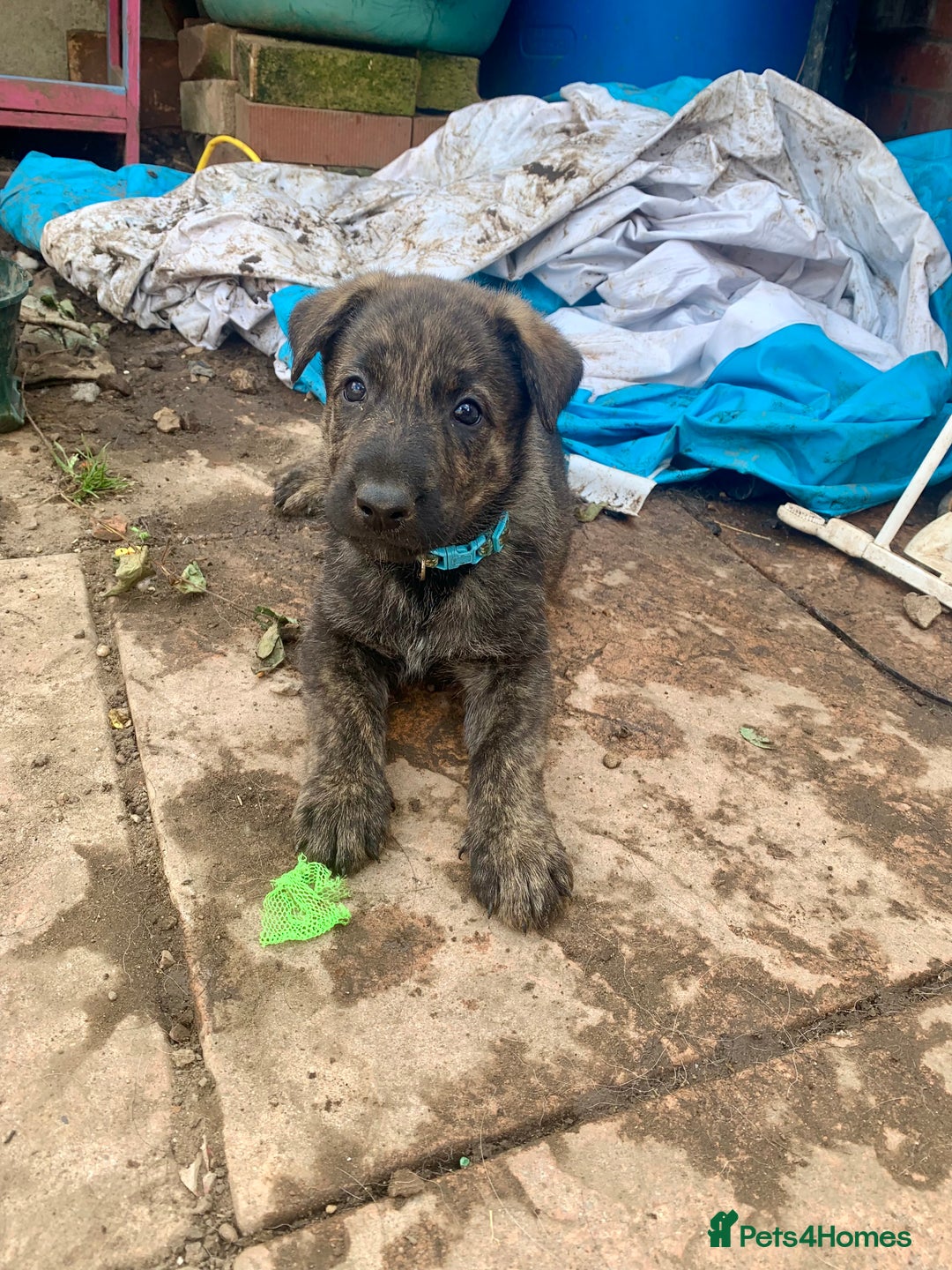 Mixed Breed dogs for sale: German Shepard X Dutch Herder Puppies - Image 5