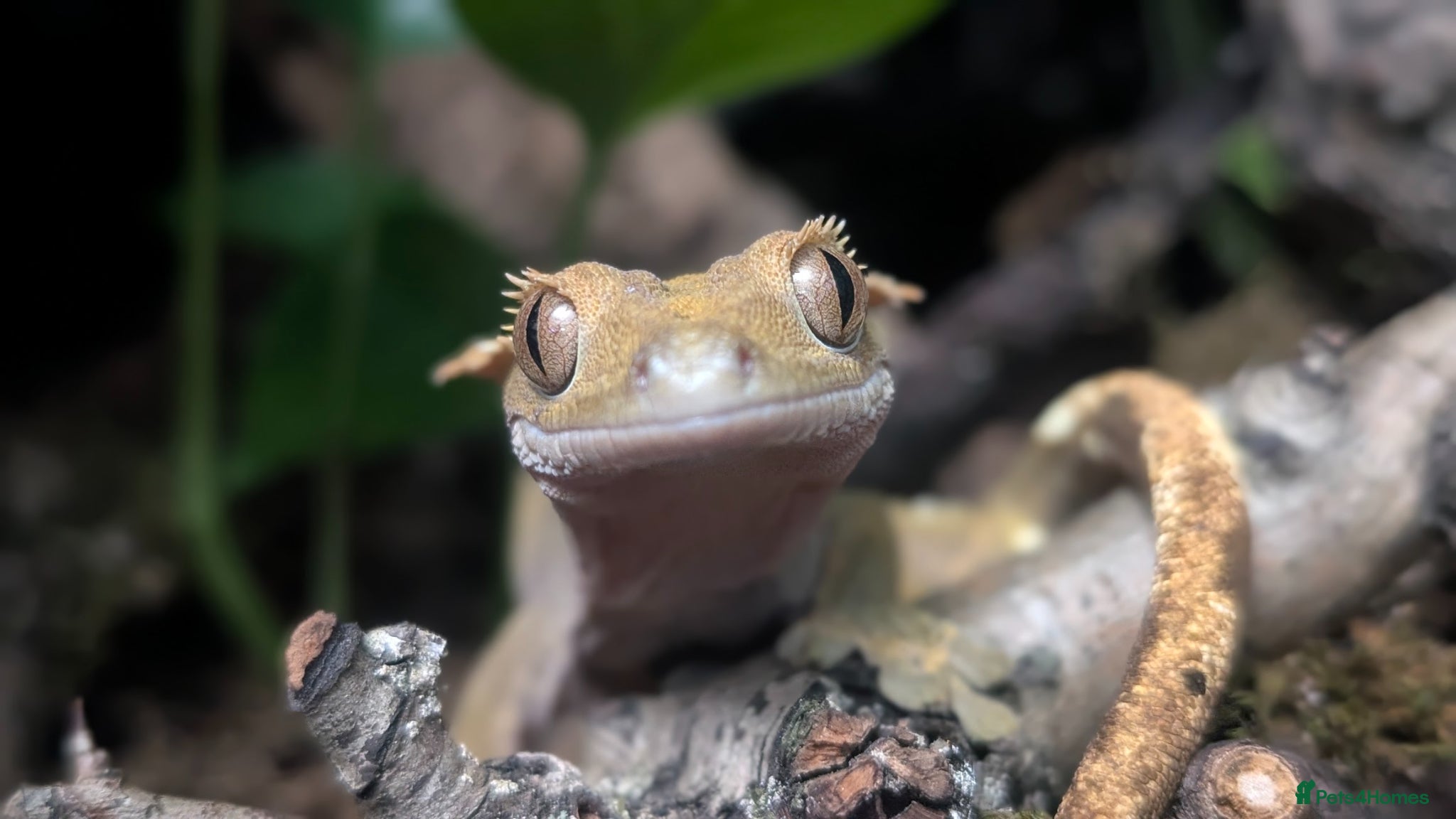 Gecko reptiles for sale: Double setup geckos and frogs - Advert 1