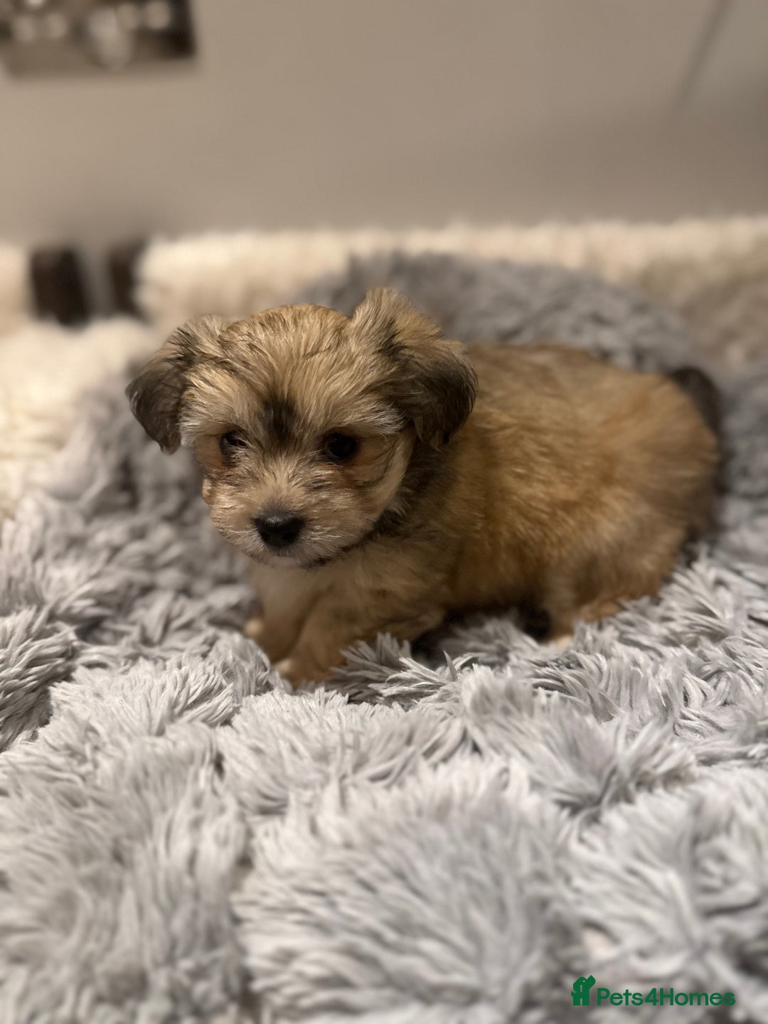 Mixed Breed dogs for sale: Unique mix - Maltese x JackChi Puppies - Advert 31