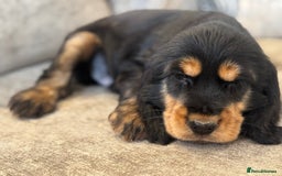 Cocker Spaniel dogs for sale: BEAUTIFUL SHOW TYPE COCKER SPANIELS  - Image 22