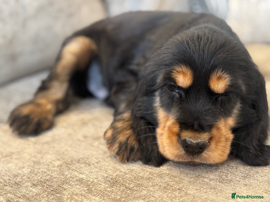 Cocker Spaniel dogs for sale: BEAUTIFUL SHOW TYPE COCKER SPANIELS  - Image 22