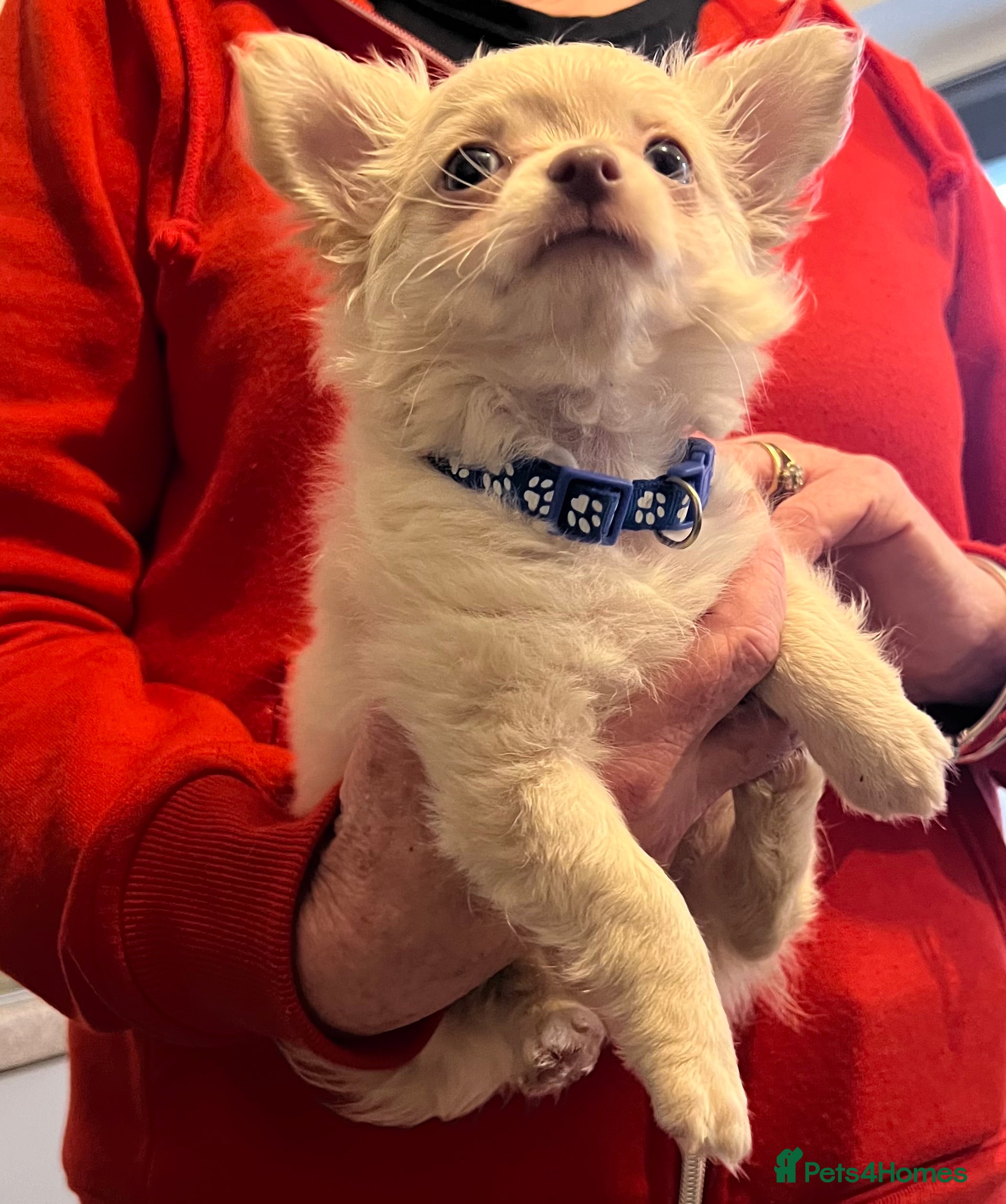 Chihuahua dogs Beautiful pure white long haired boy  - Advert 16