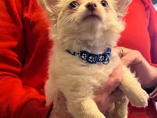 Chihuahua dogs Beautiful pure white long haired boy - Advert 16