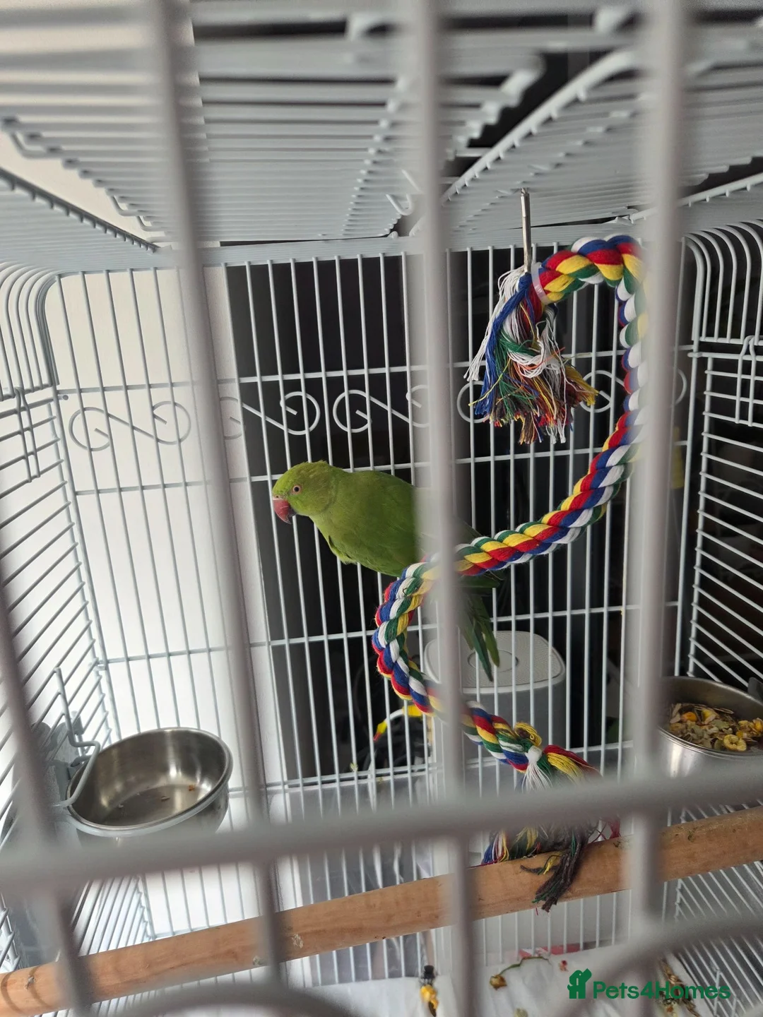 Ringnecks birds for sale: Female ringneck in Saint Helens - Advert 2