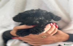 Yorkiepoo dogs for sale: Yorkipoo Toy - Image 2