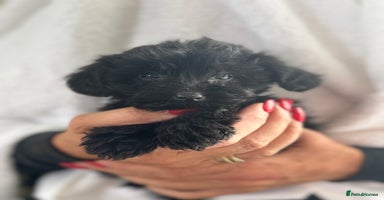 Yorkiepoo dogs - Advert 2