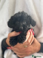 Yorkiepoo dogs - Advert 8