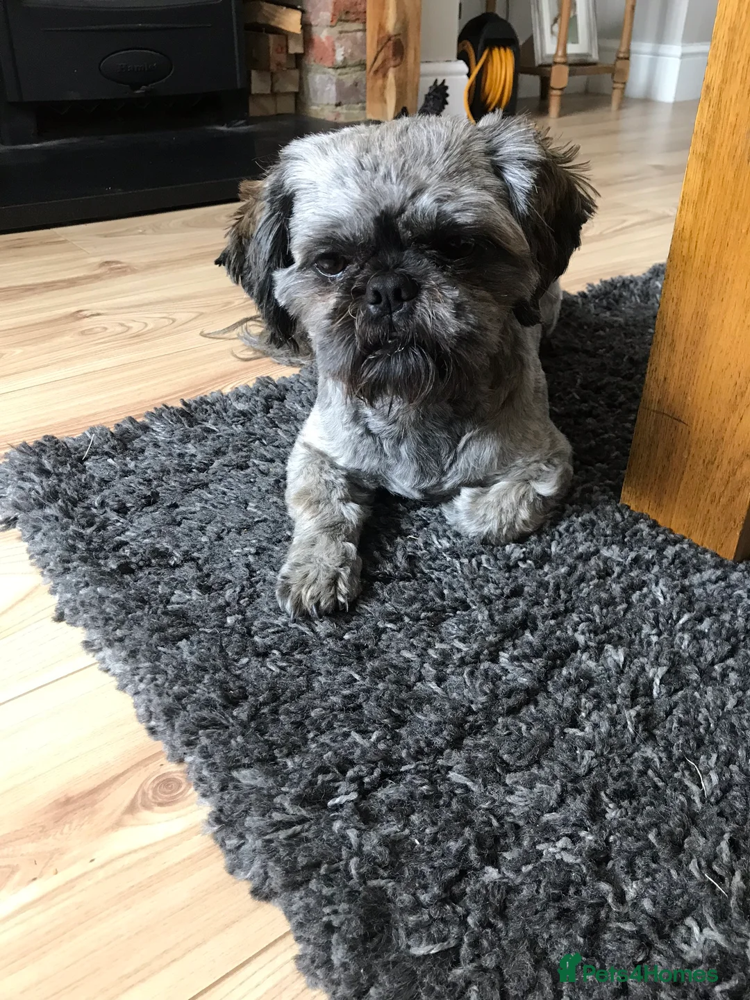 Shih Tzu dogs for stud: Stud only  in Bishop's Stortford - Advert 5