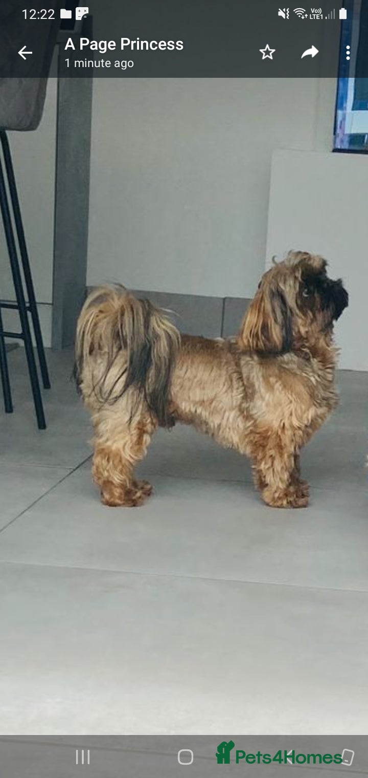 Shih Tzu dogs Stunning shihtzu stud in Wrexham - Advert 1