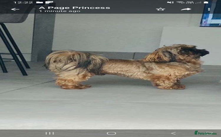 Shih Tzu dogs in Wrexham - Advert 5