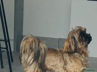 Shih Tzu dogs Stunning shihtzu stud in Wrexham - Advert 2