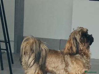 Shih Tzu dogs Stunning shihtzu stud in Wrexham - Advert 6