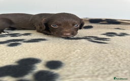 Cocker Spaniel dogs for sale: Working Cocker spaniel puppies  - Image 4