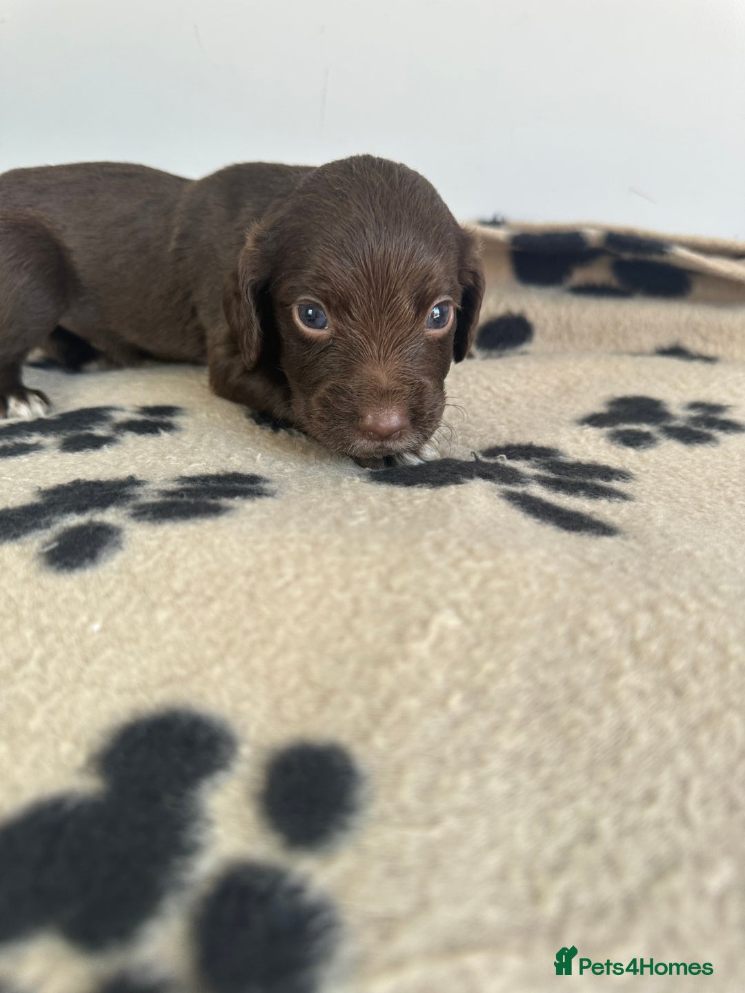 Cocker Spaniel dogs for sale: Working Cocker spaniel puppies  - Image 4