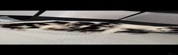 Mixed Breed cats for sale: Gorgeous female black and white kitten for sale  - Advert 3