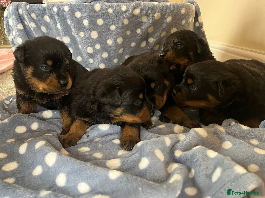 Rottweiler dogs for sale: 🤎🖤🦍 KC REGISTERED 5 ⭐️ BREEDER - Advert 8