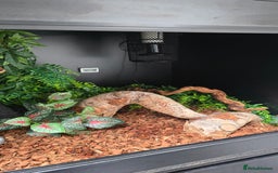 Python Snake reptiles for sale: Ball Python + full set up - Image 10
