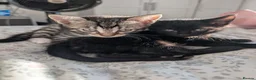 Bengal cats for sale: READY NOW Striped Bengal kittens   - Advert 5