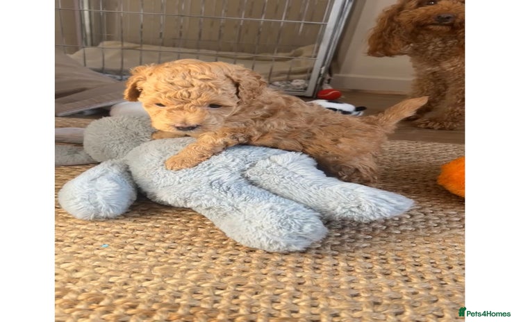 Poochon dogs - Advert 1