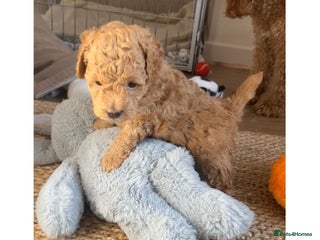 Poochon dogs - Advert 31