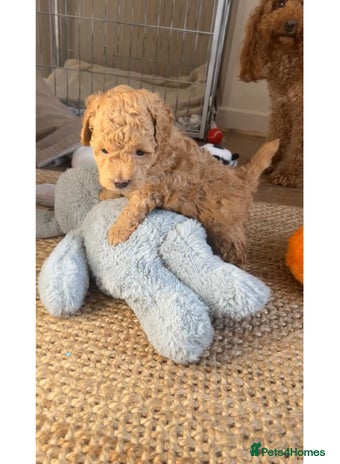 Poochon dogs - Advert 2