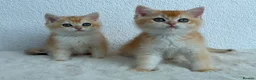 British Shorthair cats for sale: Show quality golden british shorthair  - Advert 3