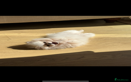 Pomeranian dogs for sale: Tiny white Pomeranian girl Russian import - Image 12
