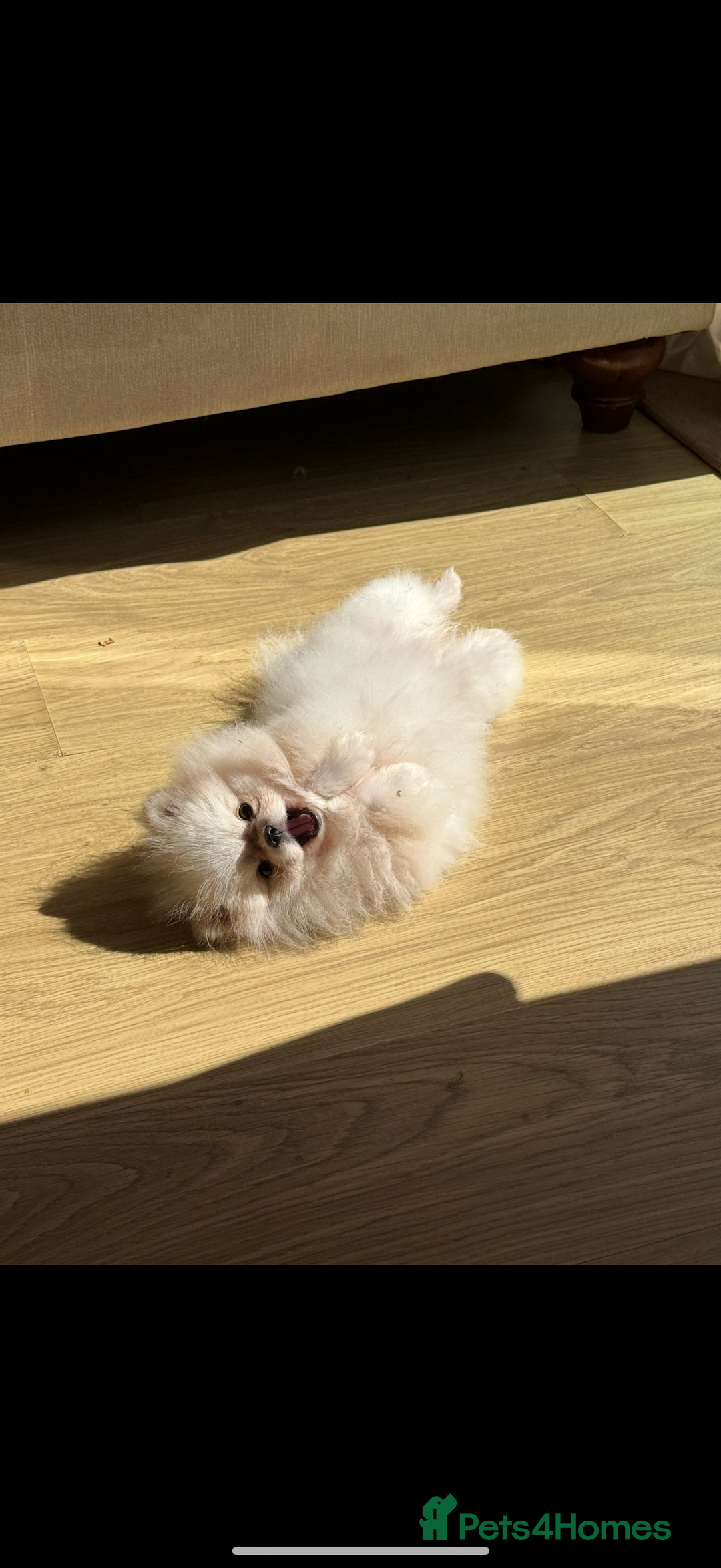 Pomeranian dogs for sale: Tiny white Pomeranian girl Russian import - Image 12