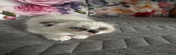 Scottish Fold cats for sale: Scottish fold and British shorthair kittens in Slough - Advert 4