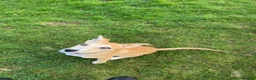 Mixed Breed dogs for sale: 2 year old whippet cross  in Christchurch - Advert 7