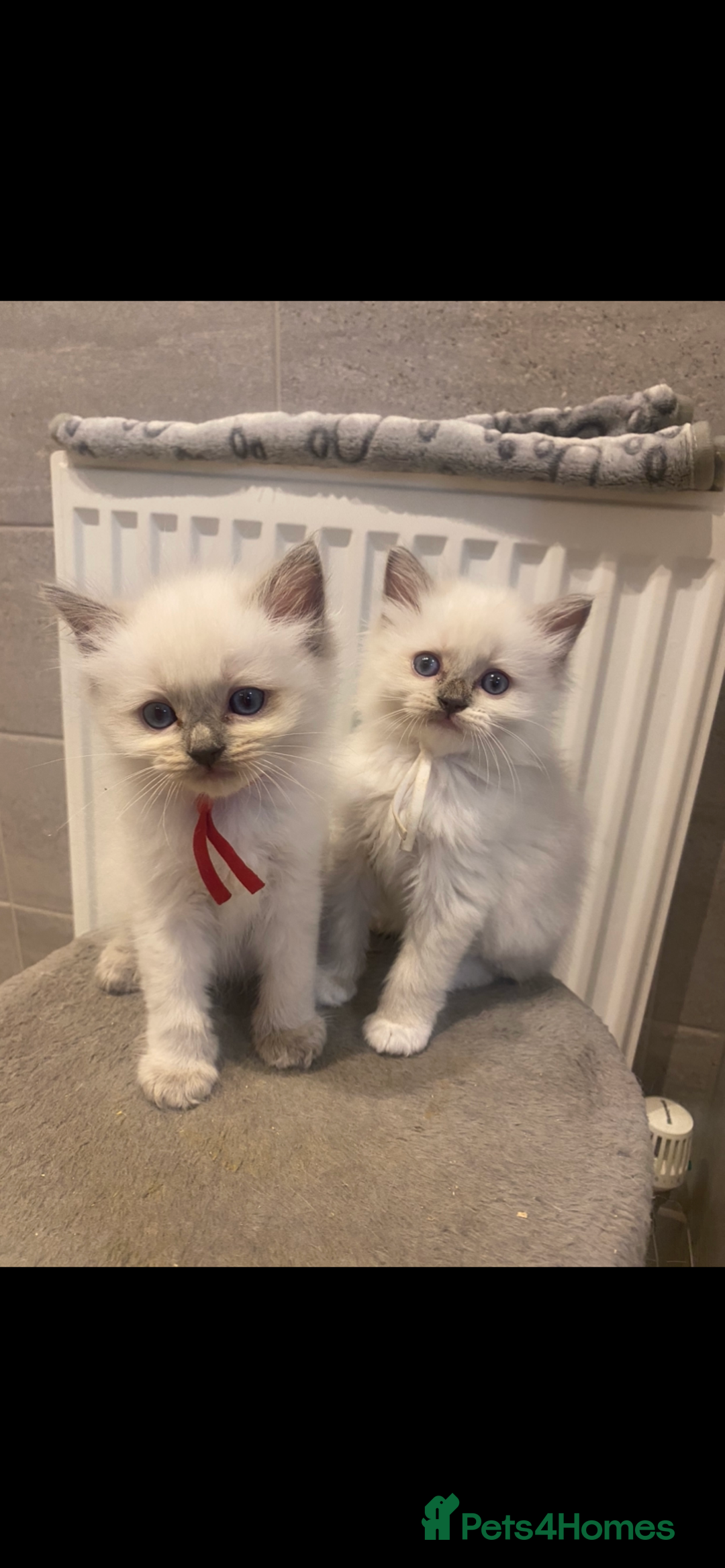 Ragdoll cats for sale: Ragdoll kittens😻 only 1 kitten left 😻ready now  - Image 2