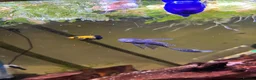 Plecos fish for sale: LONGFIN Brown Bristlenose - Advert 3