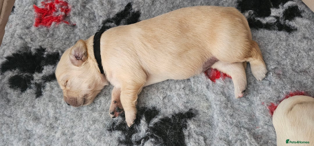Golden Retriever dogs for sale: Golden Retriever Puppies - you will Fall in love  - Image 12