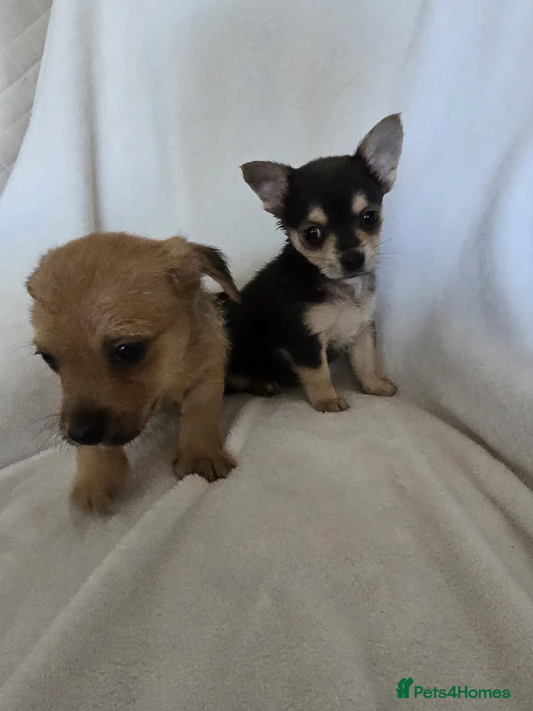Chihuahua dogs for sale: Chihuahua puppies  - Advert 3