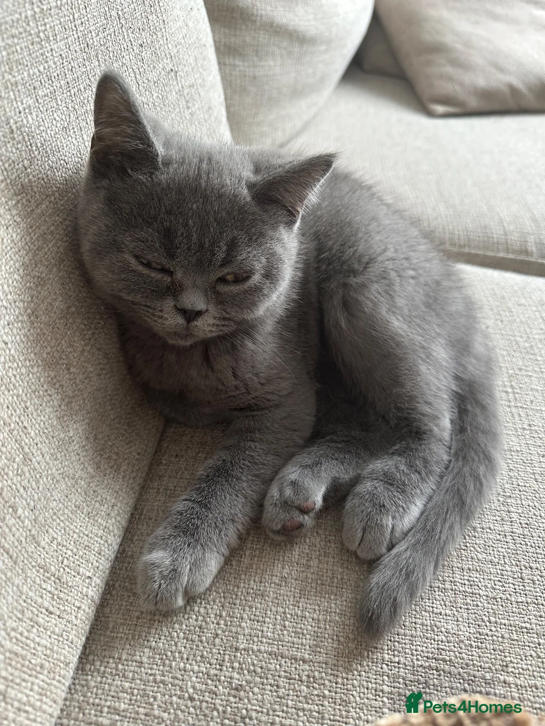 British Shorthair cats for sale: LAST PUREBRED BSH BOY  - Advert 2