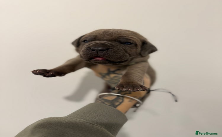 Cane Corso dogs ICCF Registered Cane Corsos  - Advert 12