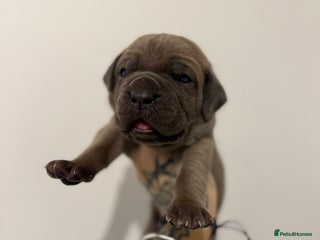 Cane Corso dogs ICCF Registered Cane Corsos - Advert 6