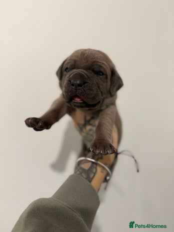 Cane Corso dogs ICCF Registered Cane Corsos - Advert 12