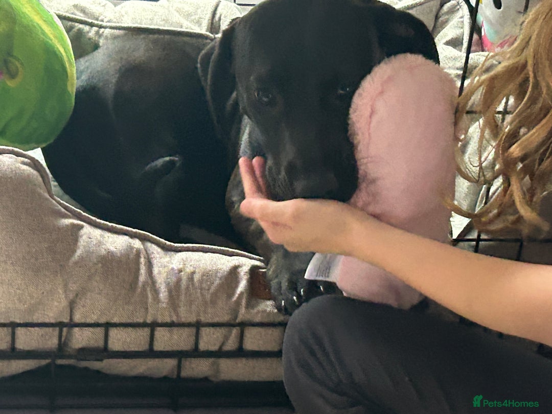 Mixed Breed dogs for sale: Beautiful 6 Month old Bulldach for sale  - Image 3