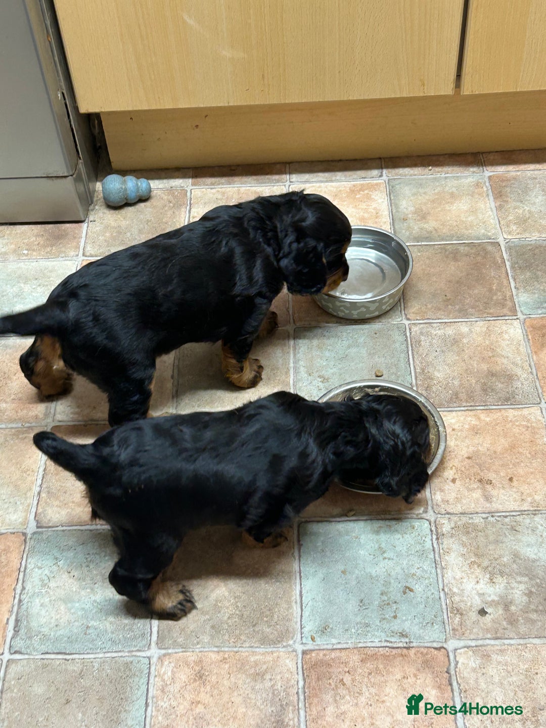 Cocker Spaniel dogs for sale: Working Cocker Spaniels  - Image 3