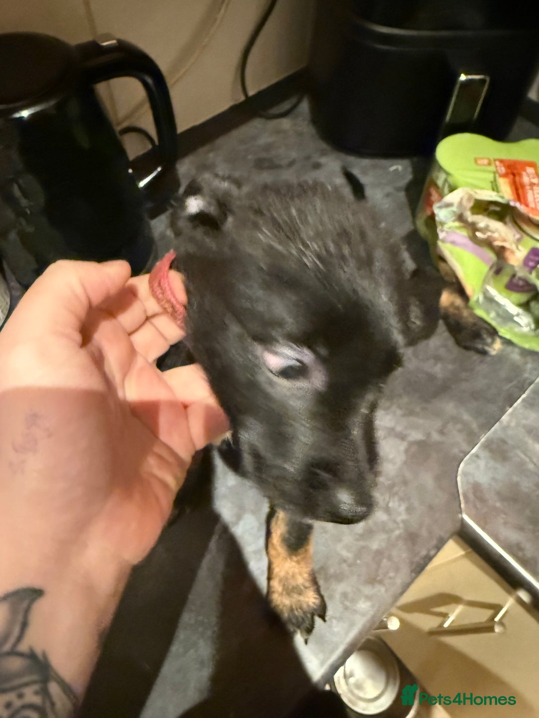 Mixed Breed dogs for sale: Cross breed Rottweiler puppies  - Advert 12