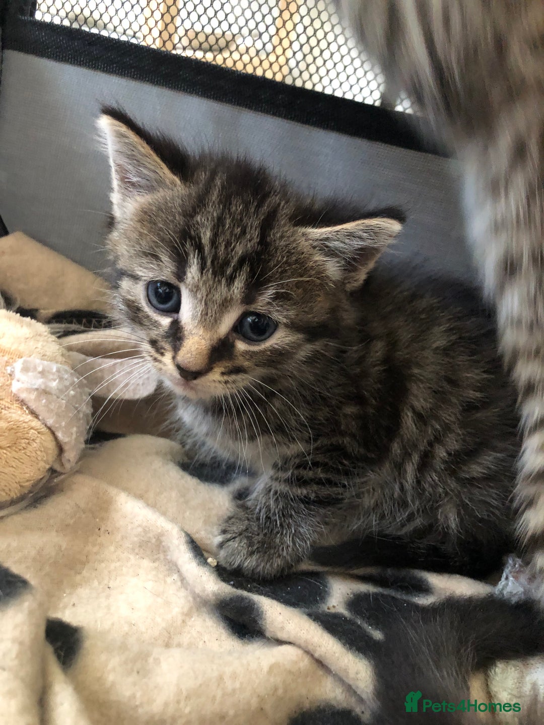 Bengal cats for sale: Kittens for sale  in Maesteg - Image 2