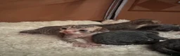 Devon Rex cats for sale: 2026 Devon Rex litters  - Advert 29