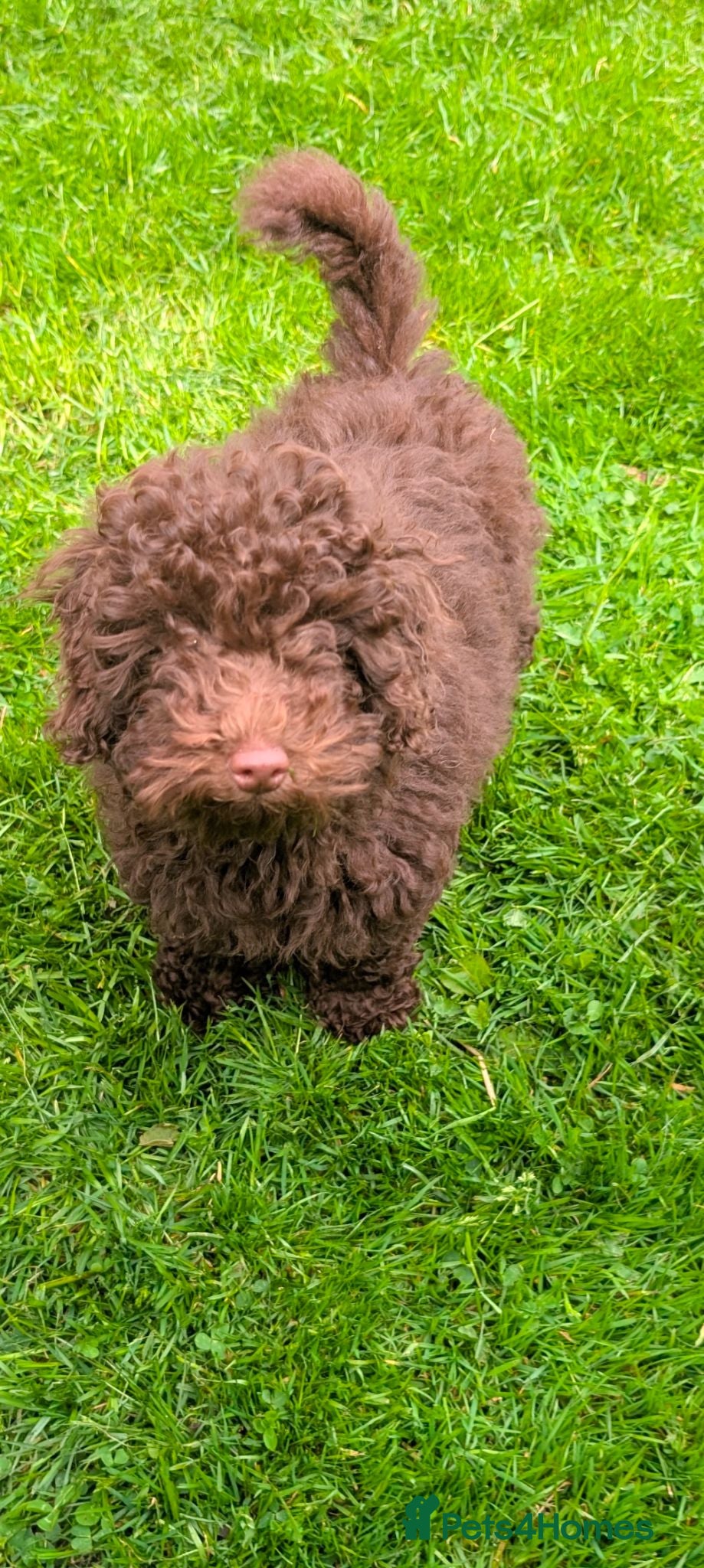 Labradoodle dogs 🐾Quality F1BB Fluffy Toy Labradoodle Pups🐾  - Advert 2