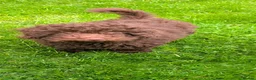 Labradoodle dogs for sale: 🐾Quality F1BB Fluffy Mini Labradoodle Pups🐾  - Advert 21