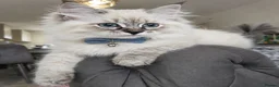 Siberian cats for sale: 🤩Pedigree registered Champion bloodline🤩  - Advert 1