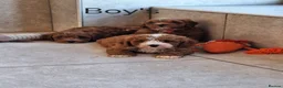 Cavapoochon dogs for sale: 🥰 Cavapoochons 🥰 - Advert 11