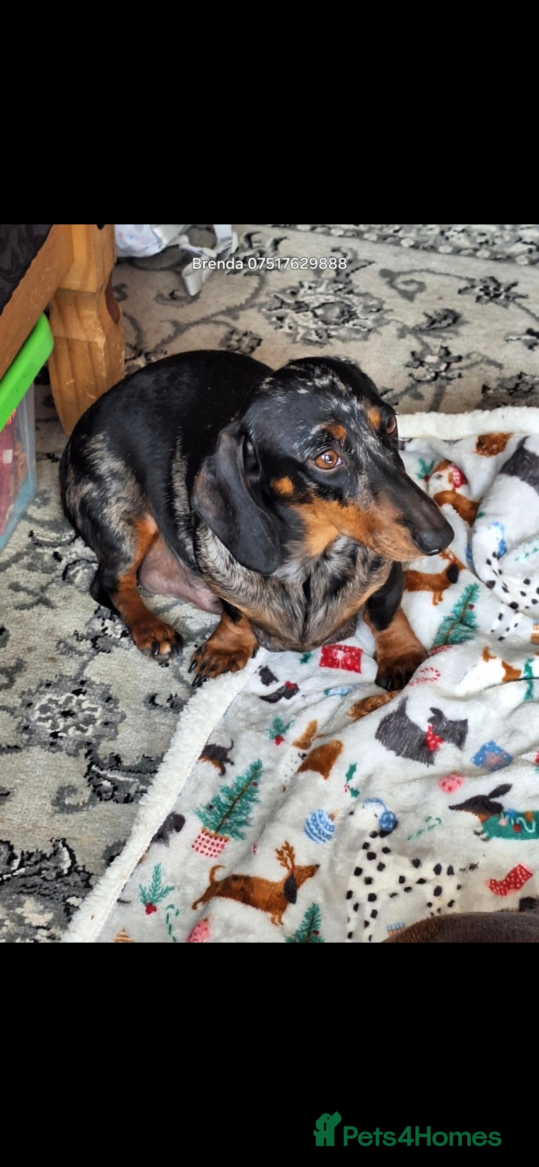 Dachshund dogs for sale: £350.00 - Advert 5