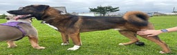 Akita dogs for stud: Tibetan Mastiff X American Akita for Stud - Advert 1
